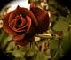 rose123