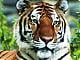 tiger!