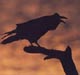 Dark Raven