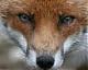 Foxhound71