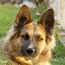 Deorum