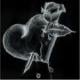 Myro