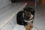Frou2