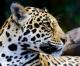 Clouded Leopard