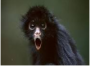monkey90