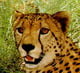 acinonyx