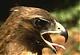 Hawk- { @Marshall@ }
