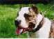mastino