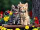 Cathouse