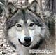wolf_2002