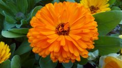 uleFone Be Pro - Photo Sampes