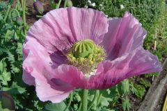Opium poppy