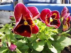 Huawei P8 - Camera Sample