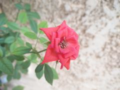 OnePlus 2 - Κάμερα