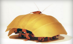 cockroach