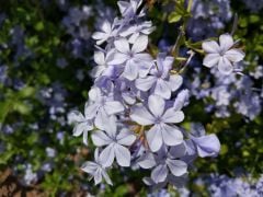 Xiaomi Mi5 - Camera