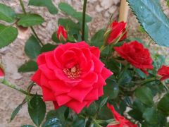 Huawei P9 - Camera