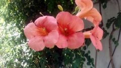 LG K7 - Camera