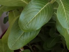 Xiaomi Redmi Note 4 - photo sample 3 - closeup