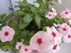 Xiaomi Redmi Note 4 - photo sample 3
