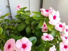 Huawei Honor 7 Lite - Photo Sample 3