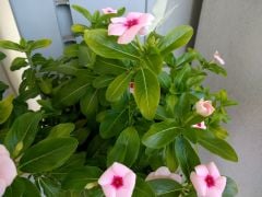 Moto G4 - Camera 3