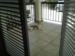 Gata 2013 05 19 13.00.42