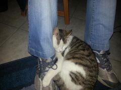 Cat 2013 03 04