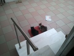 Gata4