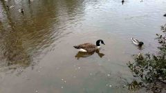 Lumia 520 - Camera Sample