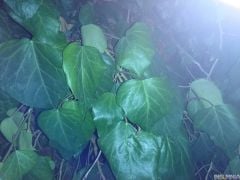 Sony Xperia Z1 - Camera