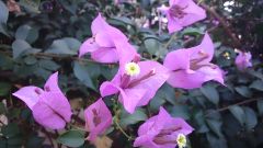 Sony Xperia Z Ultra - Camera