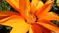 Sony Xperia Z2 Tablet - Camera