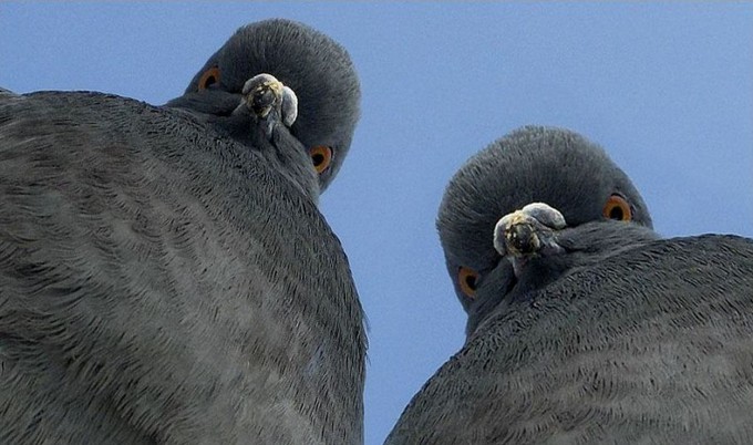 “Pigeon mode” από τη Nero, για CD βελτιστοποιημένα ώστε να διώχνουν περιστέρια