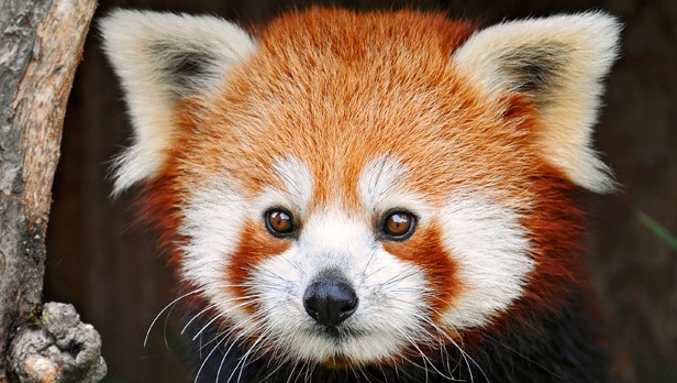 Firefox 19 με ενσωματωμένο pdf viewer