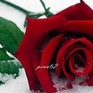 Rose06