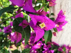 Honor 10 - Camera