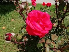 Honor 9 Lite - Camera
