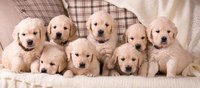 Dogs - Labrador