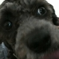 pepito325@gmail.com