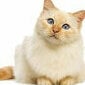 White_Cat