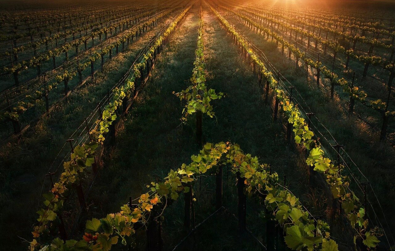 Πρώτο teaser trailer για το Star Trek: Picard
