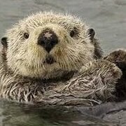 Otter