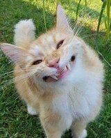 sailorcat