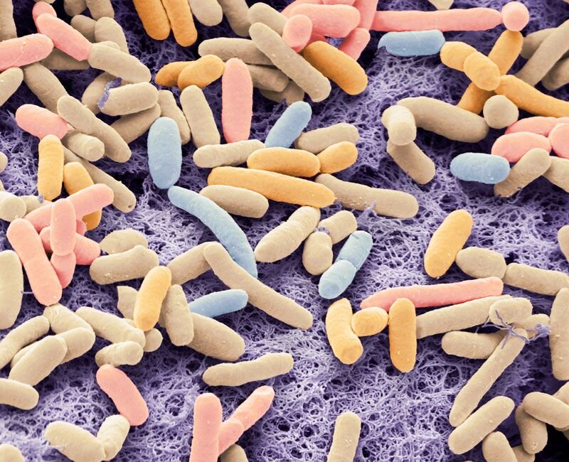 Επιστήμονες τροποποίησαν το βακτήριο E. coli ώστε να τρέφεται με διοξείδιο του άνθρακα