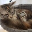 RX5700XTCat