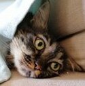 TsitsosTheCat
