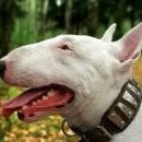 Bull__Terrier
