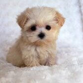 CutePuppy