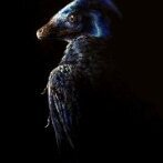 microraptor